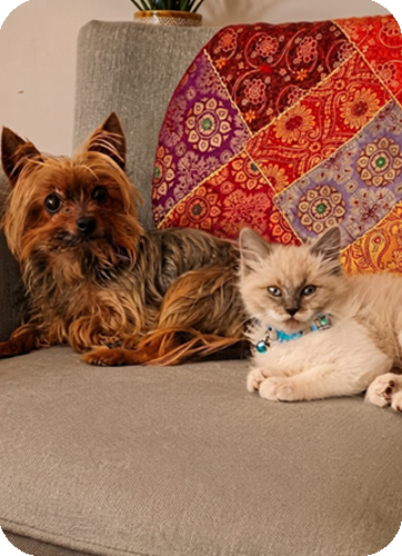Perro y gato en sofá
